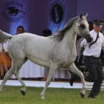 Janów Podlaski. Pride of Poland / Piotr Michalski / Radio Lublin