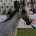 Janów Podlaski. Pride of Poland / Piotr Michalski / Radio Lublin