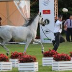 Janów Podlaski. Pride of Poland / Piotr Michalski / Radio Lublin