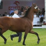 Janów Podlaski. Pride of Poland / Piotr Michalski / Radio Lublin