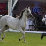 Janów Podlaski. Pride of Poland / Piotr Michalski / Radio Lublin