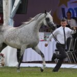 Janów Podlaski. Pride of Poland / Piotr Michalski / Radio Lublin