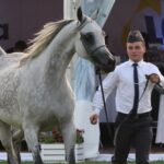 Janów Podlaski. Pride of Poland / Piotr Michalski / Radio Lublin