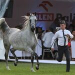 Janów Podlaski. Pride of Poland / Piotr Michalski / Radio Lublin