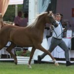 Janów Podlaski. Pride of Poland / Piotr Michalski / Radio Lublin