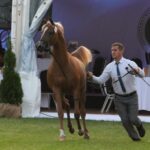 Janów Podlaski. Pride of Poland / Piotr Michalski / Radio Lublin