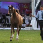 Janów Podlaski. Pride of Poland / Piotr Michalski / Radio Lublin