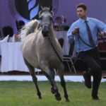 Janów Podlaski. Pride of Poland / Piotr Michalski / Radio Lublin