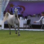 Janów Podlaski. Pride of Poland / Piotr Michalski / Radio Lublin