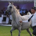 Janów Podlaski. Pride of Poland / Piotr Michalski / Radio Lublin