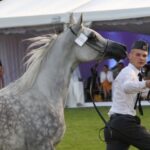 Janów Podlaski. Pride of Poland / Piotr Michalski / Radio Lublin