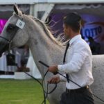 Janów Podlaski. Pride of Poland / Piotr Michalski / Radio Lublin