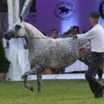 Janów Podlaski. Pride of Poland / Piotr Michalski / Radio Lublin