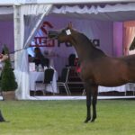 Janów Podlaski. Pride of Poland / Piotr Michalski / Radio Lublin