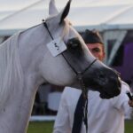 Janów Podlaski. Pride of Poland / Piotr Michalski / Radio Lublin