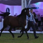 Janów Podlaski. Pride of Poland / Piotr Michalski / Radio Lublin