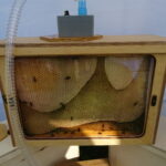 Bałtów. XII Świętokrzyskie Święto Pszczoły. Targi produktów pszczelich i dla pszczelarstwa / Emilia Sitarska / Radio Kielce