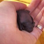 Borowiec wielki / arch. Karoliny Siedleckiej-Kowalczewskiej