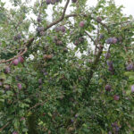 Zniszczenia w gospodarstwach sadowniczych / Robert Szumielewicz / Radio Kielce