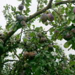 Zniszczenia w gospodarstwach sadowniczych / Robert Szumielewicz / Radio Kielce