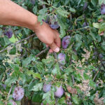 Zniszczenia w gospodarstwach sadowniczych / Robert Szumielewicz / Radio Kielce