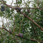 Zniszczenia w gospodarstwach sadowniczych / Robert Szumielewicz / Radio Kielce