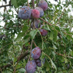 Zniszczenia w gospodarstwach sadowniczych / Robert Szumielewicz / Radio Kielce