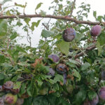 Zniszczenia w gospodarstwach sadowniczych / Robert Szumielewicz / Radio Kielce