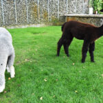 Na zdjęciu: alpaki Riczi i Bambi / Magdalena Galas-Klusek / Radio Kielce