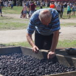 22. Święto Śliwki / Michał Kita / Radio Kielce