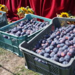 22. Święto Śliwki / Michał Kita / Radio Kielce