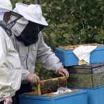 Wizyta w gospodarstwie pasiecznym Janusza Stanika w Skroniowie. Od lewej: Krzysztof Lipiec - poseł PiS i Janusz Stanik / Michał Kita / Radio Kielce