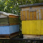 Wizyta w gospodarstwie pasiecznym Janusza Stanika w Skroniowie / Michał Kita / Radio Kielce