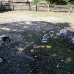 Tokarnia. Niedziela ze świętym Franciszkiem / Iwona Murawska / Radio Kielce