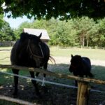 Tokarnia. Niedziela ze świętym Franciszkiem / Iwona Murawska / Radio Kielce