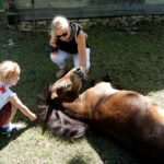 Tokarnia. Niedziela ze świętym Franciszkiem / Iwona Murawska / Radio Kielce