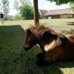 Tokarnia. Niedziela ze świętym Franciszkiem / Iwona Murawska / Radio Kielce