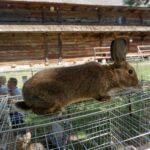 Tokarnia. Niedziela ze świętym Franciszkiem / Iwona Murawska / Radio Kielce