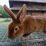 Tokarnia. Niedziela ze świętym Franciszkiem / Iwona Murawska / Radio Kielce