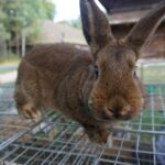 Tokarnia. Niedziela ze świętym Franciszkiem / Iwona Murawska / Radio Kielce