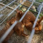 Tokarnia. Niedziela ze świętym Franciszkiem / Iwona Murawska / Radio Kielce