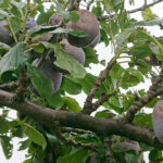 Zniszczenia w gospodarstwach sadowniczych / Robert Szumielewicz / Radio Kielce