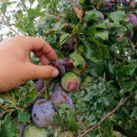 Zniszczenia w gospodarstwach sadowniczych / Robert Szumielewicz / Radio Kielce