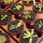 Nowa Słupia. Dymarki Świętokrzyskie / Wiktor Taszłow / Radio Kielce