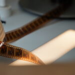 Filmoteka Narodowa - Oddział Łódzki / Patryk Cudzik / Radio Kielce