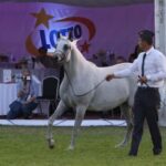 Aukcja Pride of Poland. Michałowska siwa klacz Galerida została sprzedana za 400 tys. euro / Piotr Michalski / Radio Lublin