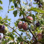 Zniszczenia w gospodarstwach sadowniczych / Krzysztof Bujnowicz / Radio Kielce