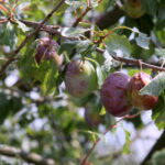 Zniszczenia w gospodarstwach sadowniczych / Krzysztof Bujnowicz / Radio Kielce