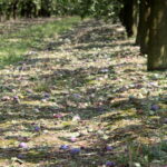 Zniszczenia w gospodarstwach sadowniczych / Krzysztof Bujnowicz / Radio Kielce