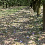 Zniszczenia w gospodarstwach sadowniczych / Krzysztof Bujnowicz / Radio Kielce